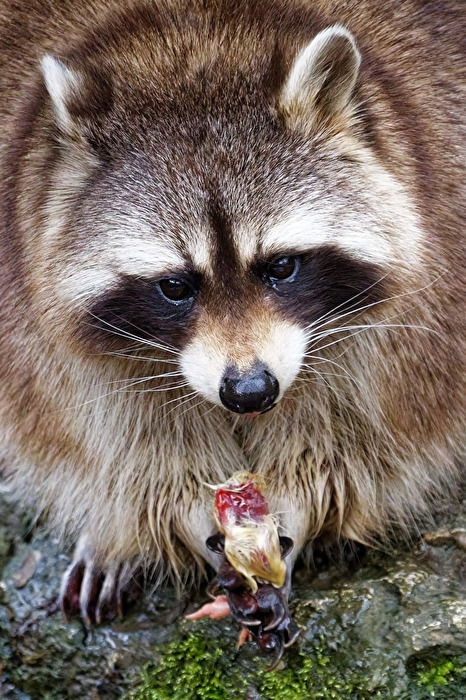 Waschbär