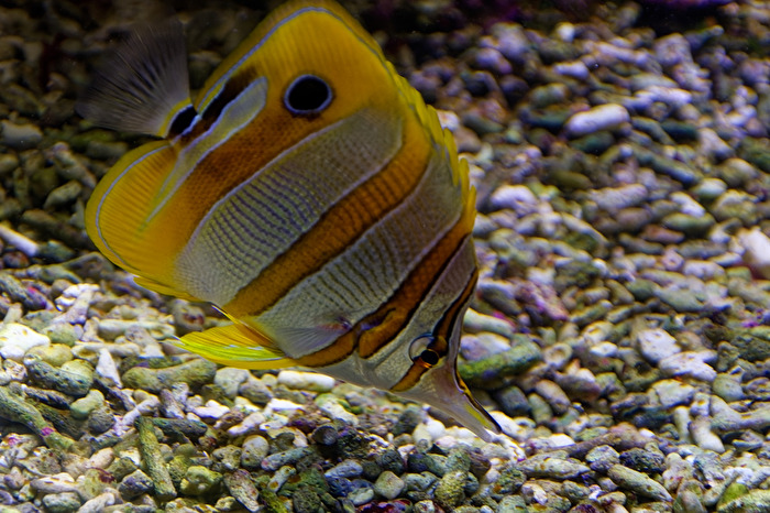 Meerwasserfisch