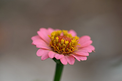Zinnia Violacea