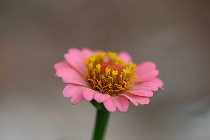Zinnia Violacea
