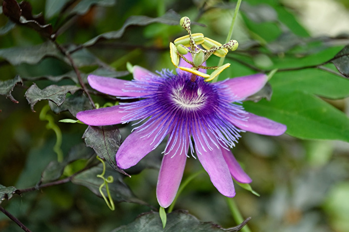 Blüte