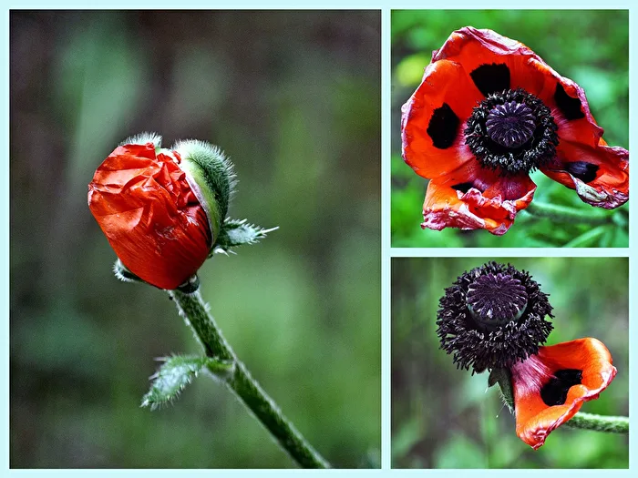 Mohnblüte