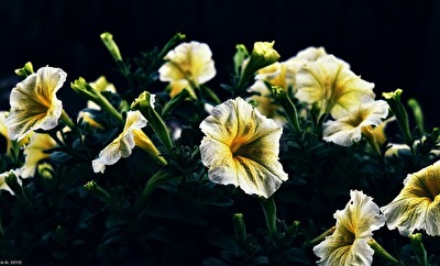 flowers