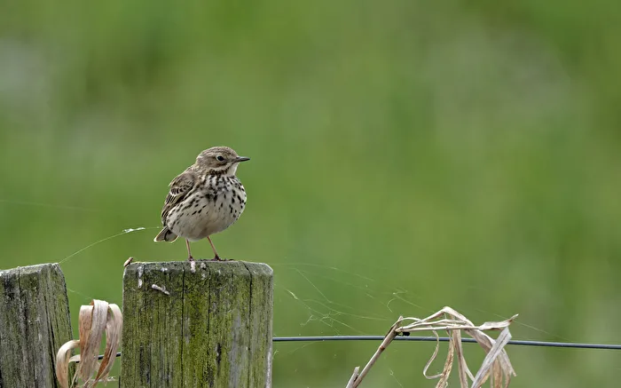 Wiesenpieper (Anthus pratensis).