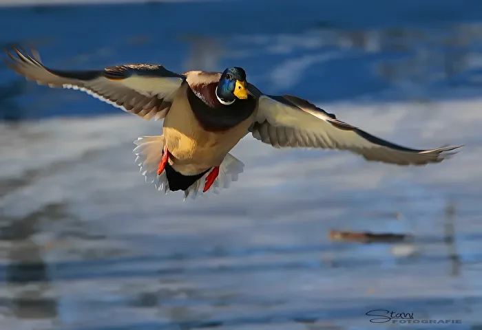 der Flieger