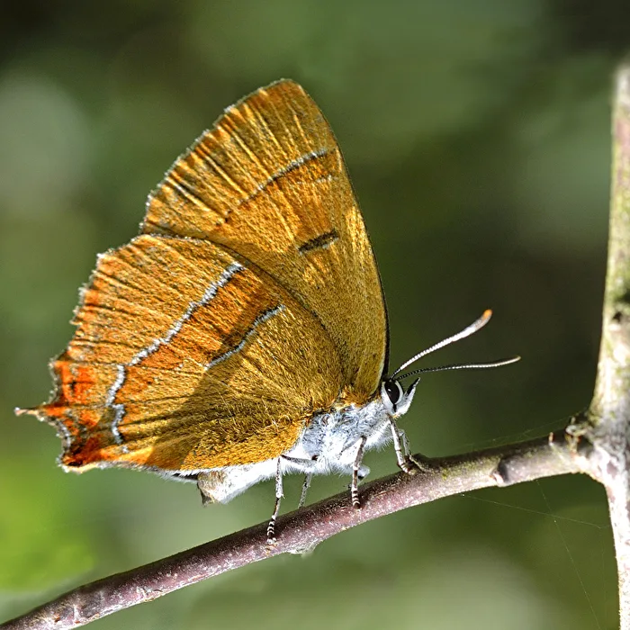 Birch Tip Moth..