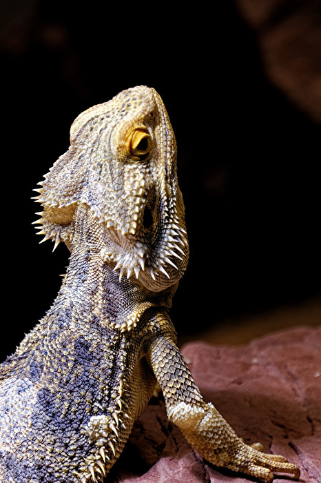 Bartagame