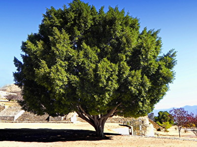 #Baum