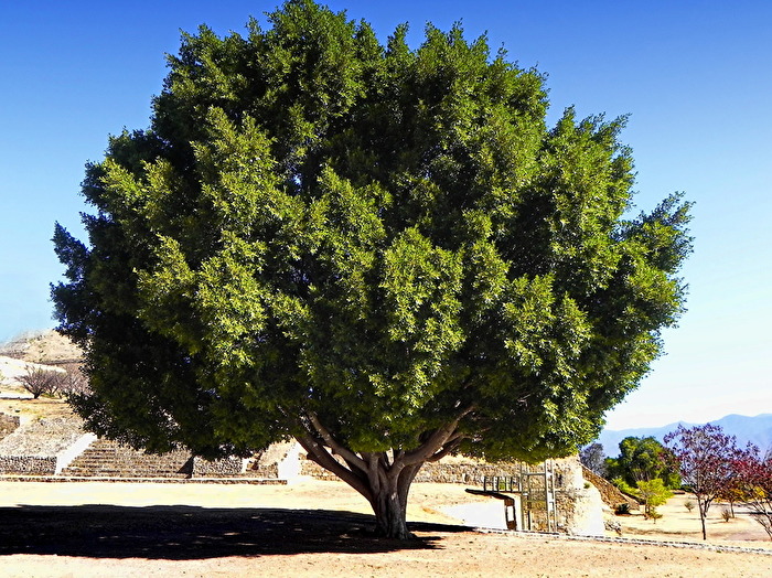 #Baum