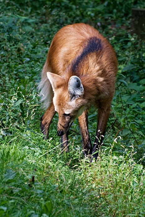 Mähnenwolf