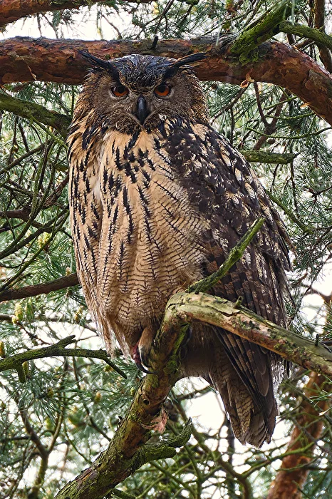 Eurasian Eagle-Owl