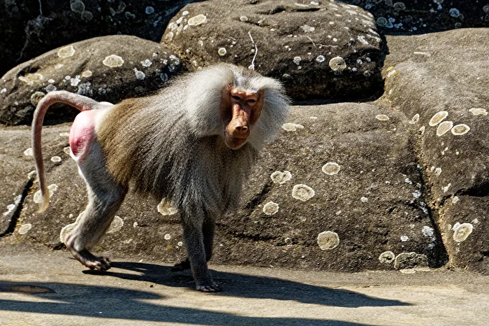 Baboon