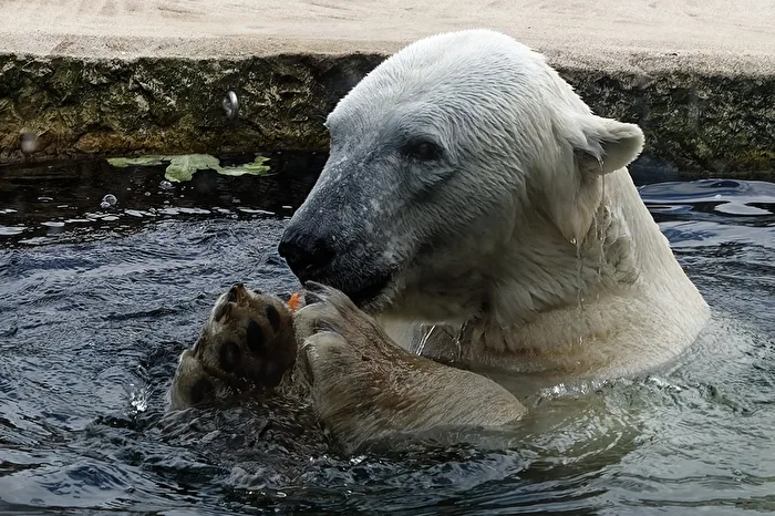 Polar Bear