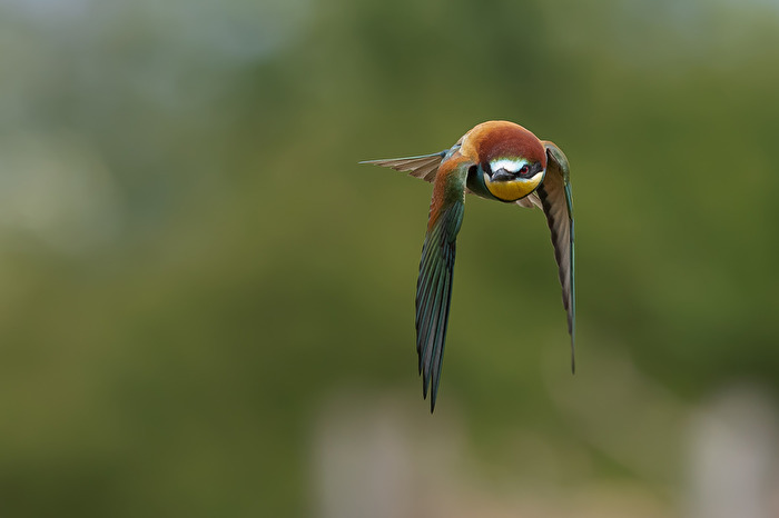 Bienenfresser im Anflug