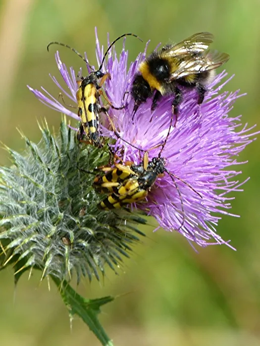 Besetzte Distel