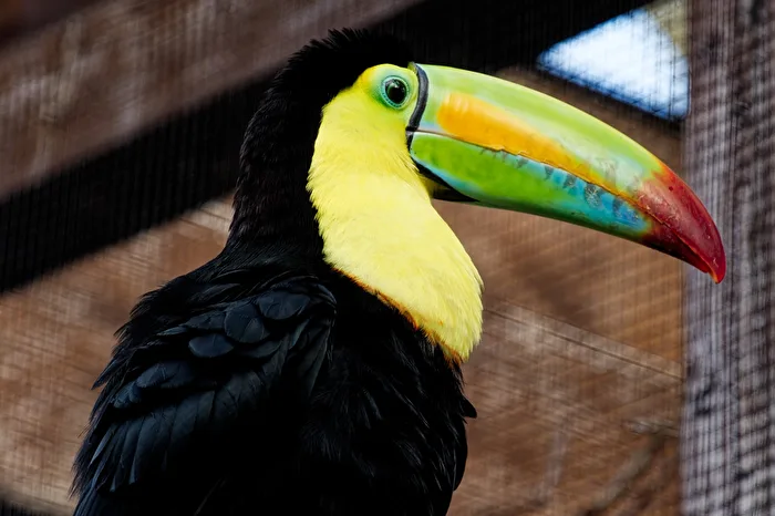 Toucan