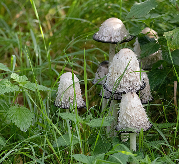 Am Wegesrand entdeckt