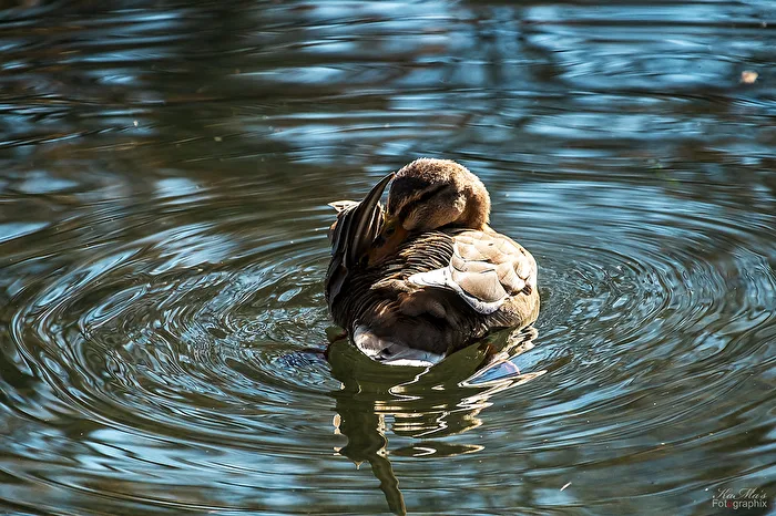 Duck Laundry