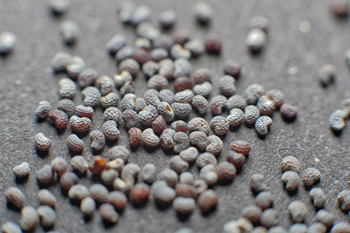 Mohnsamen Einzelbild