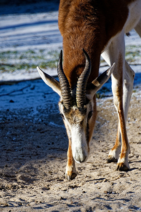 Mhorrgazelle