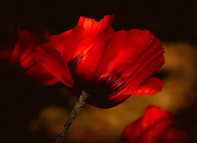 Mohnblüte