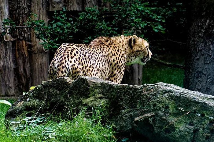 Cheetah