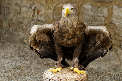 Adler