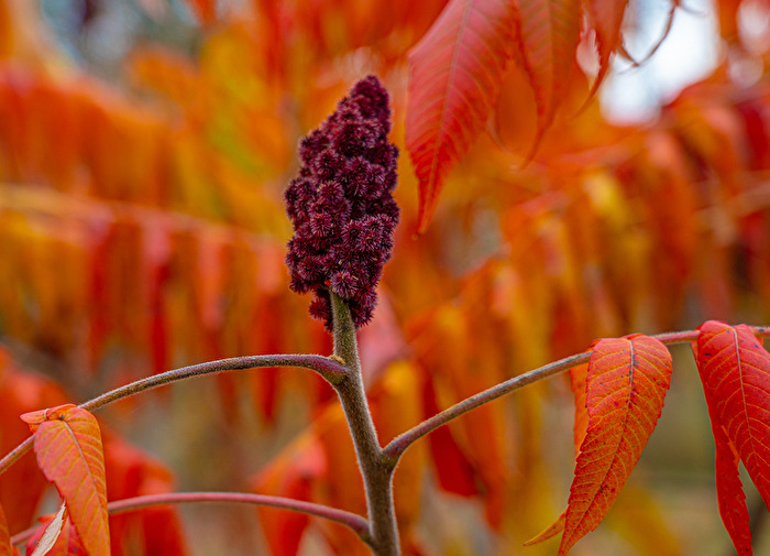 Herbst Nr. 3