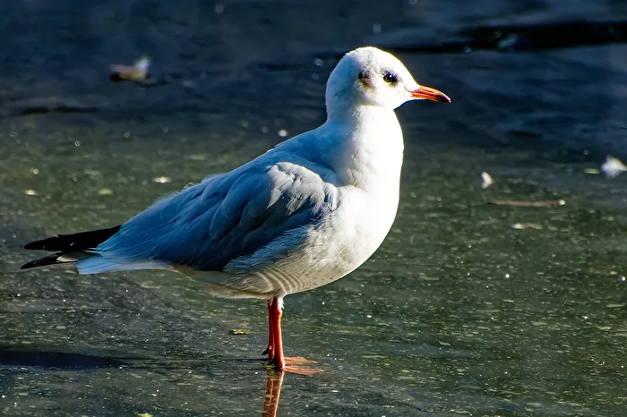 Seagull
