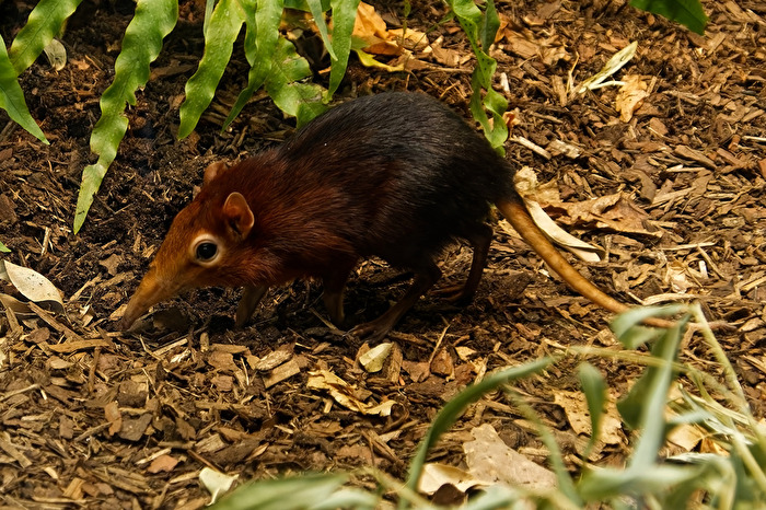 Rotschulter-Rüsselhündchen