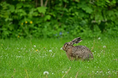 Besuch