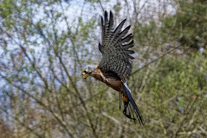 Turmfalke