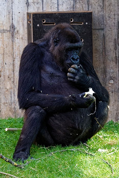 Gorilla
