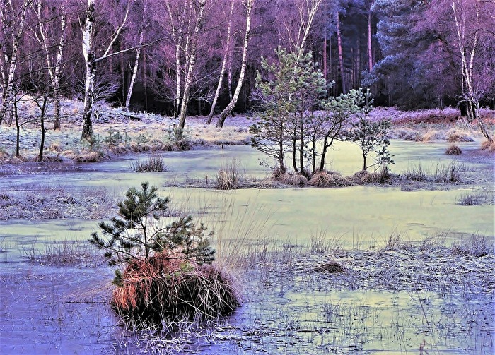 " Frostiger Morgen "