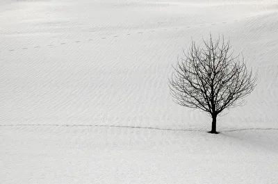 Baum 2