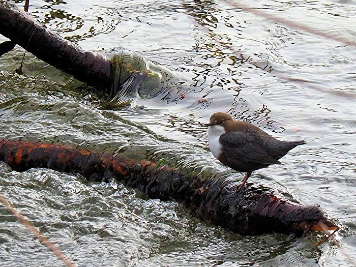 Wasseramsel