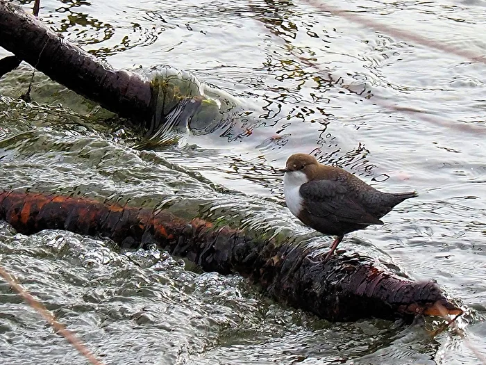 Dipper