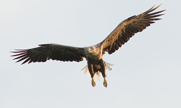 Seeadler