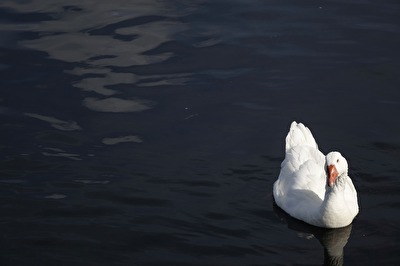 Ente auf Lauerstellung.