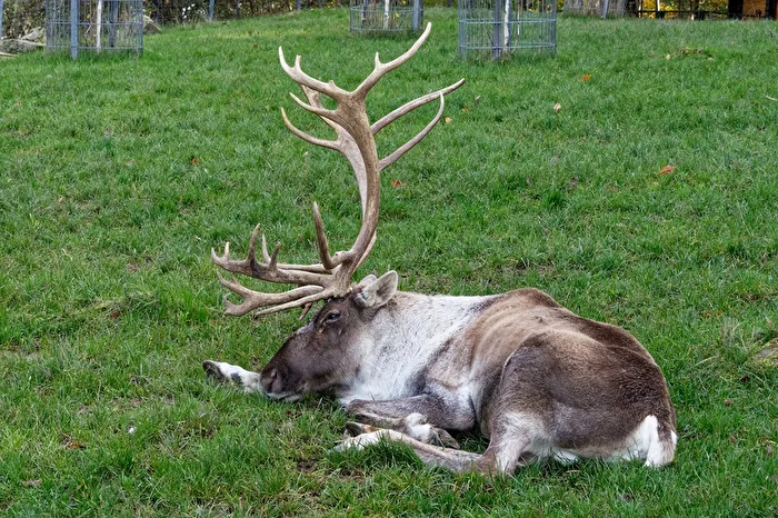 Forest Reindeer