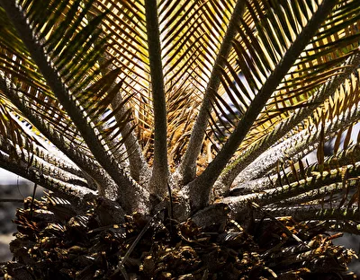 Palmblüte