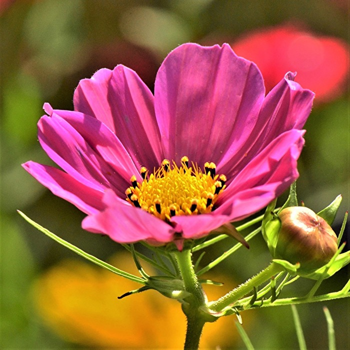 " Auf der Bienen - Weide "