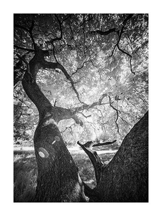 Holmer Sandberge, IR