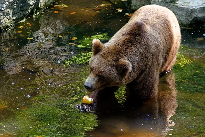 Braunbär