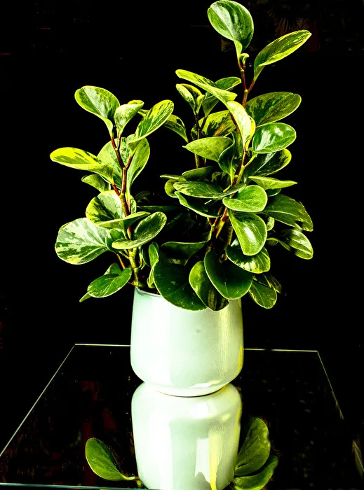 Peperomia obtusifolia "Marble"
