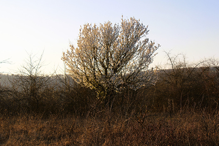 Blühender Baum in der Abendsonne
