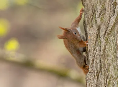 Eichhörnchen
