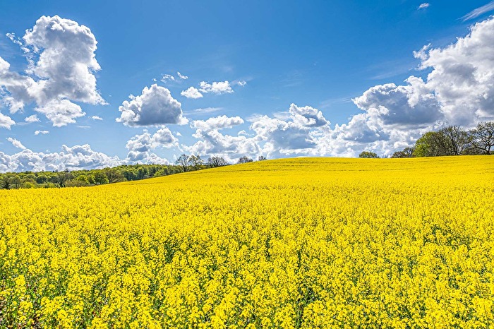 Rapsfeld
