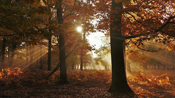 Herbstlicht