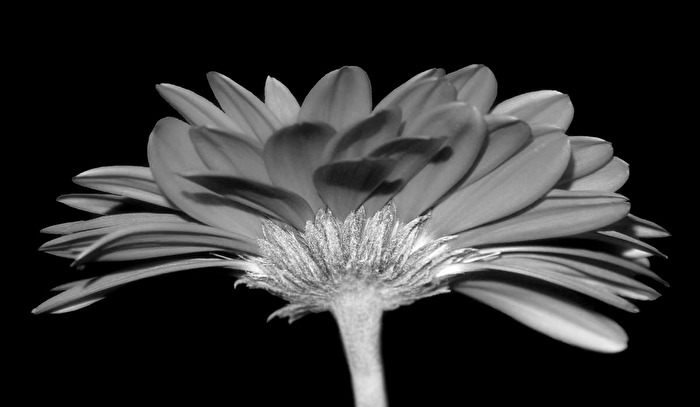 Gerbera in s/w